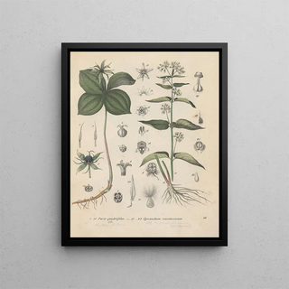Friedrich Berge - GiftpflanzenBuch Pl15.webp