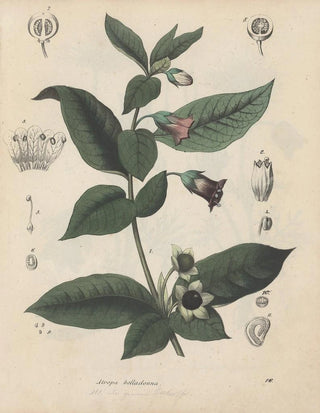 Friedrich Berge - GiftpflanzenBuch Pl16.webp