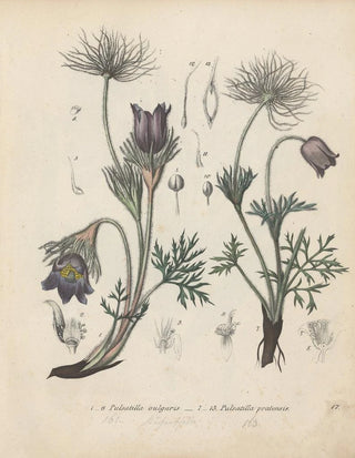 Friedrich Berge - GiftpflanzenBuch Pl17.webp