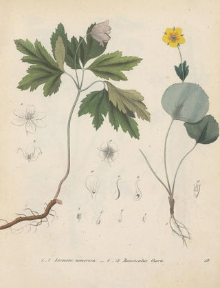 Friedrich Berge - GiftpflanzenBuch Pl19.webp