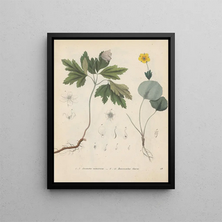 Friedrich Berge - GiftpflanzenBuch Pl19.webp