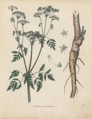 Friedrich Berge - GiftpflanzenBuch Pl20.webp