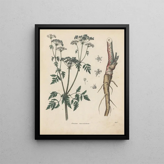 Friedrich Berge - GiftpflanzenBuch Pl20.webp