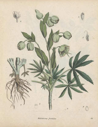 Friedrich Berge - GiftpflanzenBuch Pl21.webp