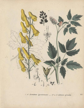 Friedrich Berge - GiftpflanzenBuch Pl22.webp