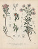 Boek van giftige planten Pl23 - Friedrich Berge — weergave van het kunstwerk