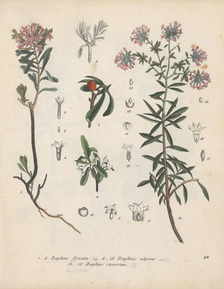 Friedrich Berge - GiftpflanzenBuch Pl23.webp