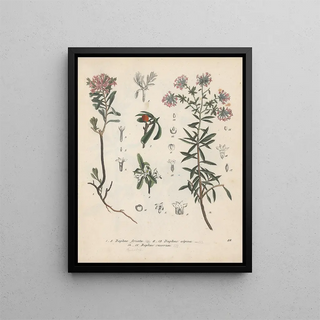 Friedrich Berge - GiftpflanzenBuch Pl23.webp