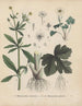 Boek over giftige planten Pl24 - Friedrich Berge — weergave van het kunstwerk