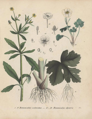 Friedrich Berge - GiftpflanzenBuch Pl24.webp