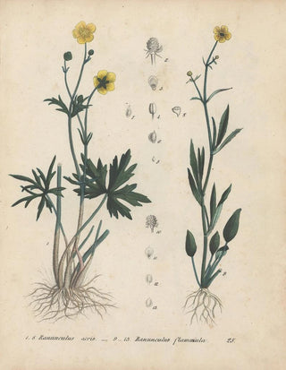 Friedrich Berge - GiftpflanzenBuch Pl25.webp