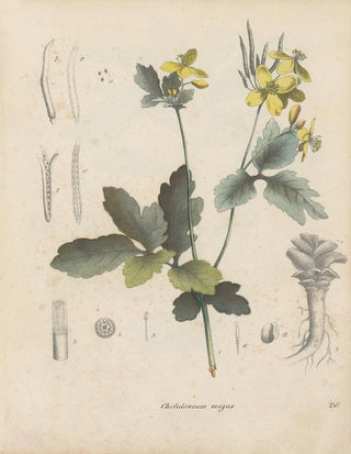 Friedrich Berge - GiftpflanzenBuch Pl26.webp