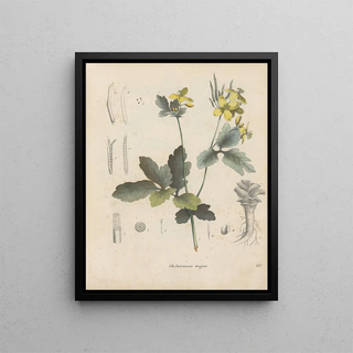 Friedrich Berge - GiftpflanzenBuch Pl26.webp