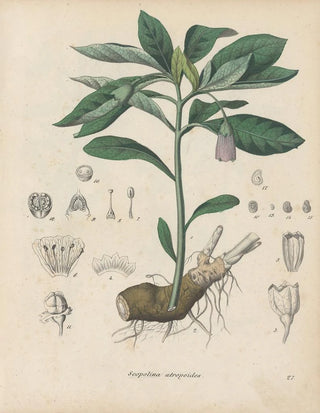 Friedrich Berge - GiftpflanzenBuch Pl27.webp