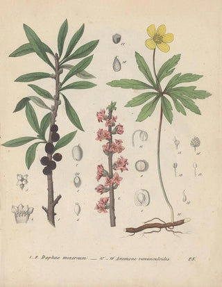 Friedrich Berge - GiftpflanzenBuch Pl28.webp