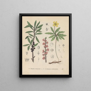 Friedrich Berge - GiftpflanzenBuch Pl28.webp