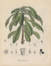 Boek over giftige planten Pl29 - Friedrich Berge — weergave van het kunstwerk