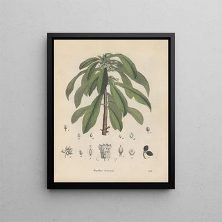 Friedrich Berge - GiftpflanzenBuch Pl29.webp