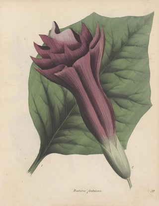 Friedrich Berge - GiftpflanzenBuch Pl32.webp
