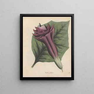 Friedrich Berge - GiftpflanzenBuch Pl32.webp