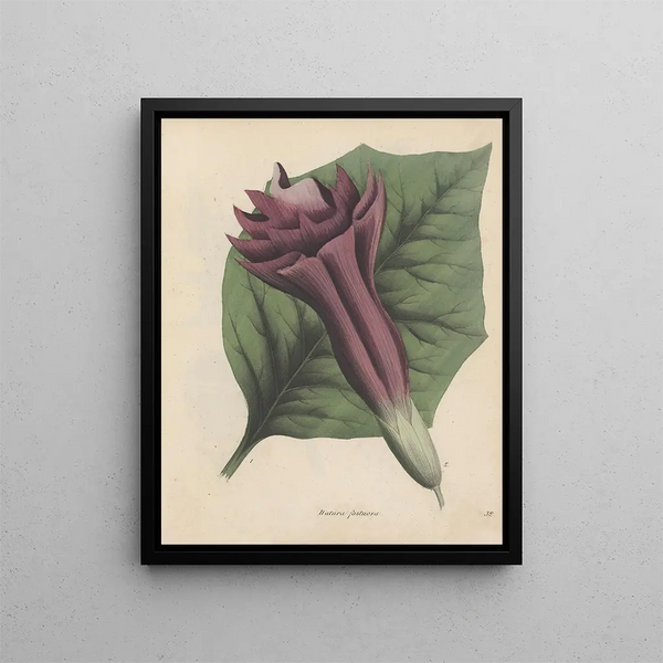 Boek over giftige planten Pl32 - Friedrich Berge — ingelijst kunstwerk aan de muur
