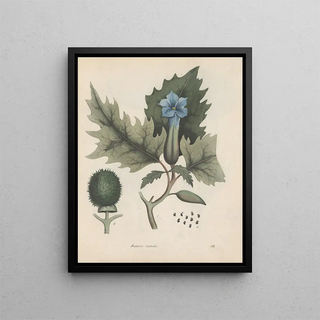 Friedrich Berge - GiftpflanzenBuch Pl33.webp