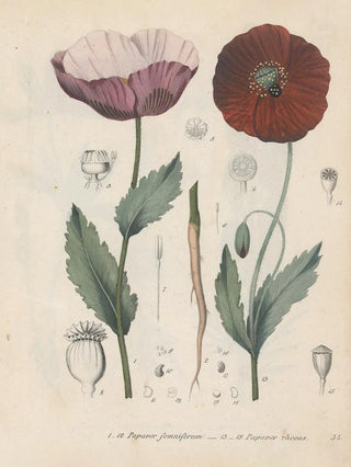 Friedrich Berge - GiftpflanzenBuch Pl34.webp