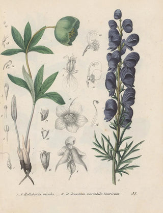 Friedrich Berge - GiftpflanzenBuch Pl35.webp
