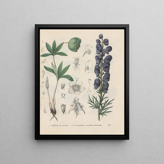 Friedrich Berge - GiftpflanzenBuch Pl35.webp