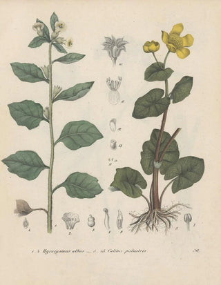 Friedrich Berge - GiftpflanzenBuch Pl36.webp