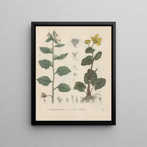 Boek over giftige planten Pl36 - Friedrich Berge — ingelijst kunstwerk aan de muur