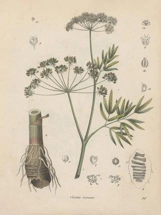 Friedrich Berge - GiftpflanzenBuch Pl38.webp