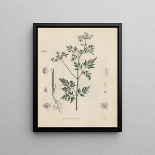 Friedrich Berge - GiftpflanzenBuch Pl39.webp