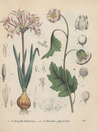 Friedrich Berge - GiftpflanzenBuch Pl40.webp