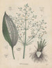 Boek over giftige planten Pl43 - Friedrich Berge — weergave van het kunstwerk