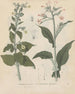 Boek over giftige planten Pl44 - Friedrich Berge — weergave van het kunstwerk