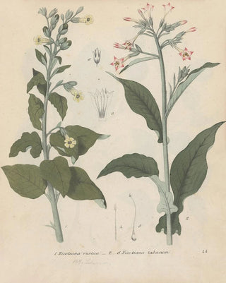 Friedrich Berge - GiftpflanzenBuch Pl44.webp