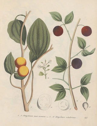 Friedrich Berge - GiftpflanzenBuch Pl45.webp