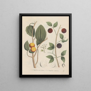 Friedrich Berge - GiftpflanzenBuch Pl45.webp