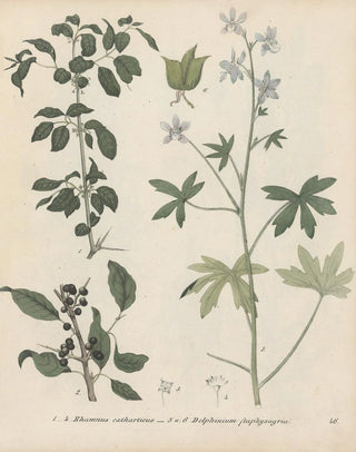 Friedrich Berge - GiftpflanzenBuch Pl46.webp