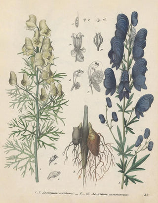 Friedrich Berge - GiftpflanzenBuch Pl47.webp
