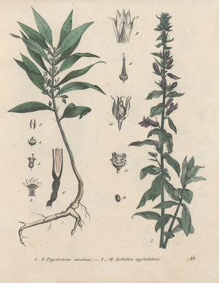 Friedrich Berge - GiftpflanzenBuch Pl48.webp
