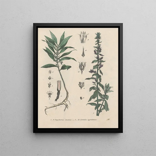 Friedrich Berge - GiftpflanzenBuch Pl48.webp