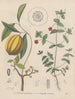 Boek over giftige planten Pl49 - Friedrich Berge — weergave van het kunstwerk