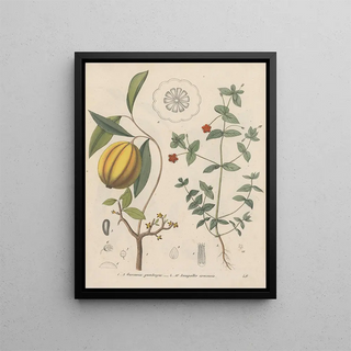 Friedrich Berge - GiftpflanzenBuch Pl49.webp