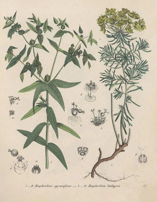 Friedrich Berge - GiftpflanzenBuch Pl51.webp