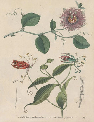 Friedrich Berge - GiftpflanzenBuch Pl52.webp
