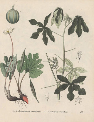 Friedrich Berge - GiftpflanzenBuch Pl53.webp