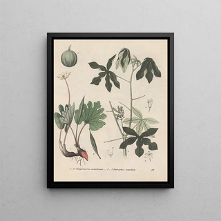 Friedrich Berge - GiftpflanzenBuch Pl53.webp