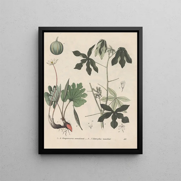 Friedrich Berge - GiftpflanzenBuch Pl53.webp